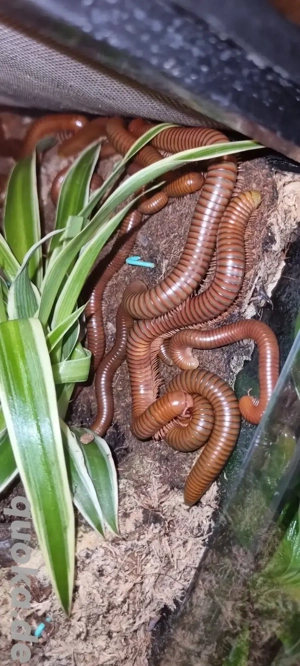 Tausendfüßler Spirostreptus spec. 1  Tansania 