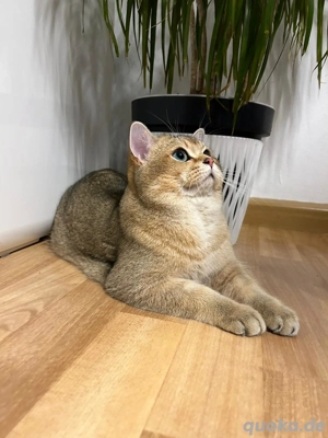 BKH Deckkater Pascha(Nicht zu verkaufen) Bild 8