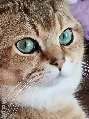 BKH Deckkater Pascha(Nicht zu verkaufen) Bild 3