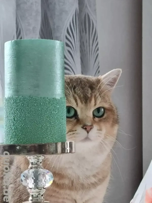 BKH Deckkater Pascha(Nicht zu verkaufen) Bild 4