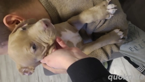 American bully XL Welpen  
