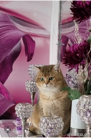 BKH Deckkater Pascha(Nicht zu verkaufen) Bild 9