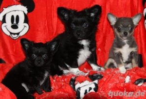Chihuahua Welpen 