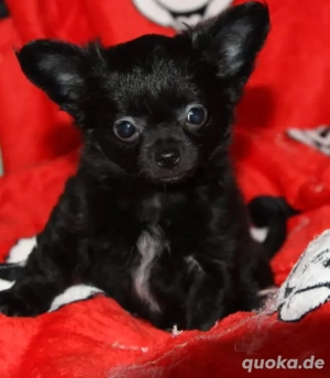 Chihuahua Welpe Hündin 