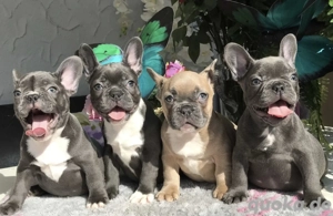 Französische Bulldoggen Welpen suchen ein schönes Zuhause