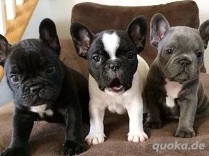 Zuckersüße Französische Bulldoggen Welpen mit Ahnentafel