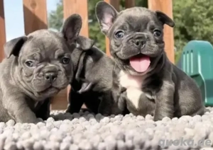 Zuckersüße Französische Bulldoggen Welpen mit Ahnentafel