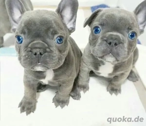 Zuckersüße Französische Bulldoggen Welpen mit Ahnentafel