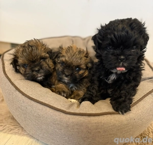 Shih-Tzu Bolonka Welpen