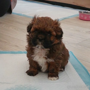 Shih-Tzu Bolonka Welpen