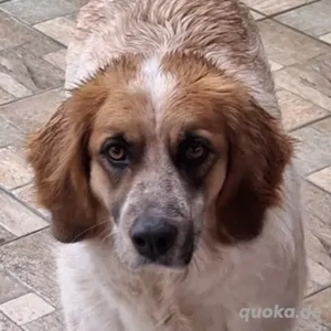 Ceterina-Rina, geb. ca. 01 2021, lebt in GRIECHENLAND, auf einer privaten Pflegestelle 