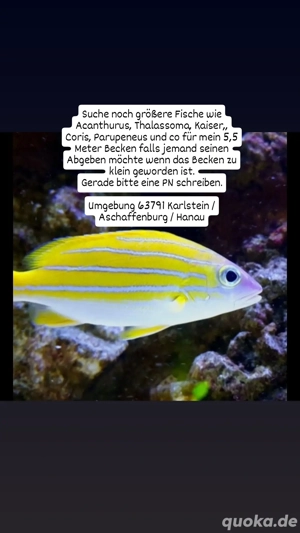 Suche große Meerwasserfische für 4,5 Meter Becken 