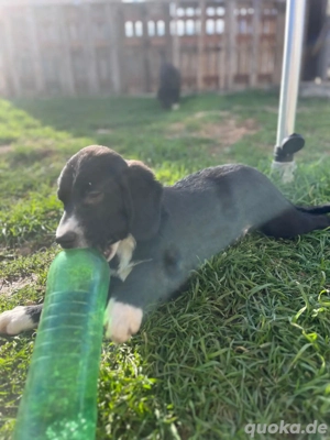 Jimmy Welpe Bracke Mischling Rüde Junghund sucht Zuhause oder Pflegestelle