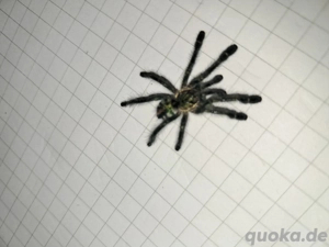 Ybyrapora diversipes Vogelspinne  Bild 2