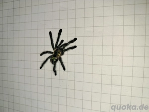 Ybyrapora diversipes Vogelspinne 