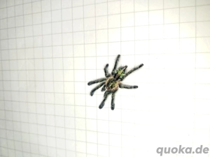 Ybyrapora diversipes Vogelspinne  Bild 3