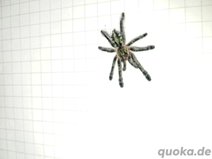 Ybyrapora diversipes Vogelspinne  Bild 4