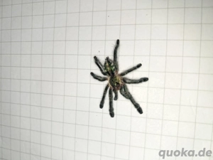 Ybyrapora diversipes Vogelspinne  Bild 5