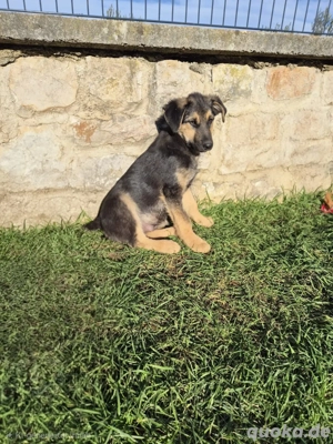 Stevie Welpe Schäferhund Mischling Rüde Junghund sucht Zuhause oder Pflegestelle