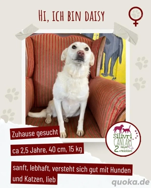 Süße Daisy sucht ein Für-Immer-Zuhause