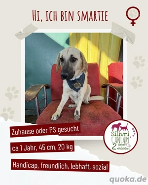 Handicap Hündin Smartie sucht eine Pflegestelle oder ein Zuhause