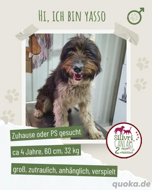 Der große Yasso sucht eine Pflegestelle oder ein Zuhause 