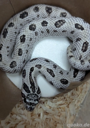 1.1 Superarctic Conda dh Snow (het Axanthic, Albino) - Heterodon nasicus, Hakennasennatter 