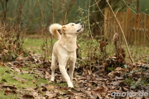 Tobi selbstbewusster charakterstarker Labrador Mischling Rüde sucht Zuhause oder Pflegestelle