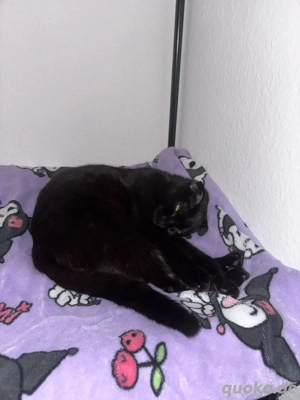 Coco sucht passendes Zuhause mit gleich temperamentvoller Katze