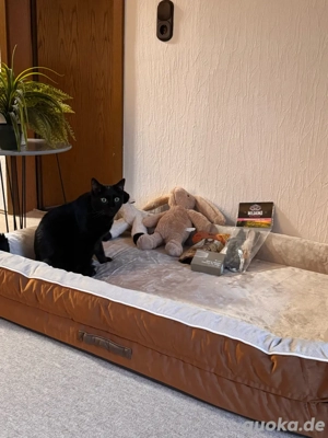 Große Junghündin gesucht 