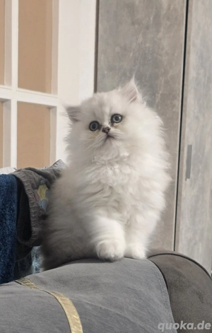 Wunderschöne BLH Kitten suchen ein liebevolles Zuhause