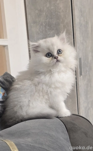 Usere Fluffy sucht ein liebevolles Zuhause