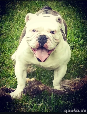 OEB Old English Bulldog Deckrüde