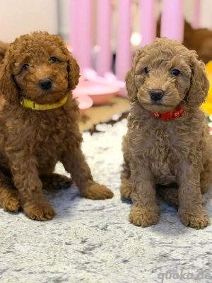 Pudel   Kleinpudel Welpen 