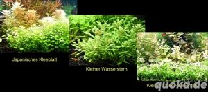 Jap. Kleeblatt, Kl. Wasserstern,  Kl. Fluss- Hahnenfuß, Aquariumpflanzen (ab 2 )