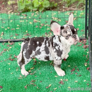 Wunderschöne, bezaubernde französische Bulldoggenwelpen abzugeben (Rüden und Hündinnen). 