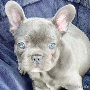 Wunderschöne französische Bulldoggenwelpen suchen ein neues Zuhause 