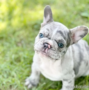 Wunderschöne französische Bulldoggenwelpen 