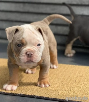 Old Englische Bulldogge 