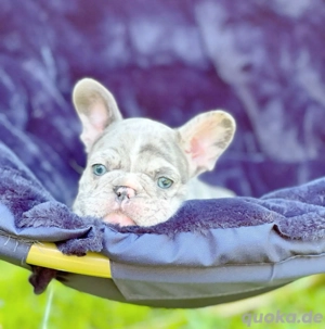 Freundliche französische Bulldoggenwelpen jetzt verfügbar 