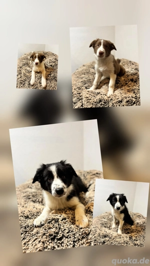 Border Collie Welpen mit Papieren