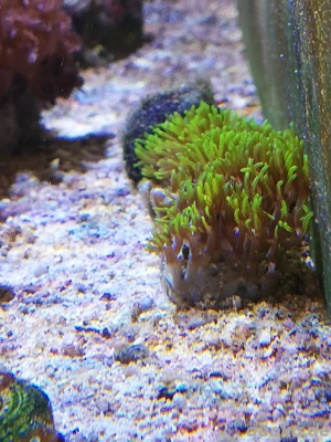 Meerwasser 2x Affenhaar 