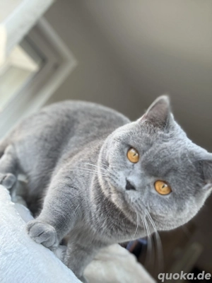 Wir suchen eine tollte Familie 