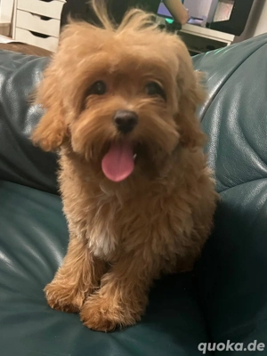 Maltipoo F1 welpen frei