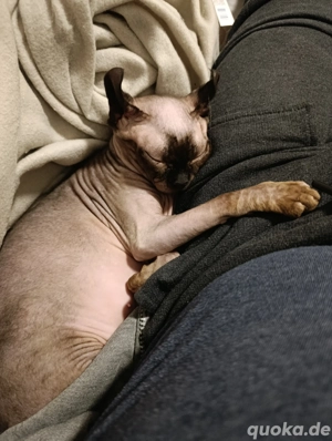 Suche Sphynx-Kater