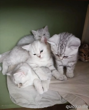 Britisch Kurzhaar-Kätzchen