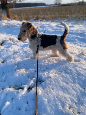 Drahthaar Foxterrier Rüde 4 Monate.