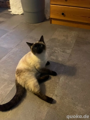 Siam Katze 