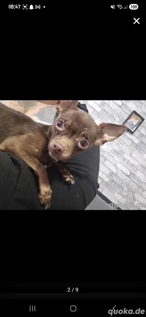   mimi   Chihuahua Hündin sucht Zuhause 