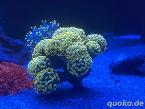 Meerwasser Euphyllia golden nugget